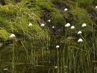 Eriophorum alpinum 10, Saxifraga-Willem van Kruijsbergen