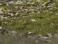 Eriophorum alpinum 12, habitat, Saxifraga-Willem van Kruijsbergen