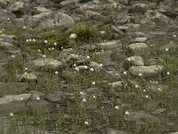 Eriophorum alpinum 13, habitat, Saxifraga-Willem van Kruijsbergen