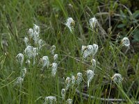 Eriophorum alpinum 3, Saxifraga-Willem van Kruijsbergen