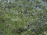 Eriophorum alpinum 4, Saxifraga-Willem van Kruijsbergen