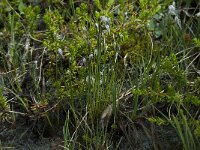 Eriophorum alpinum 6, Saxifraga-Willem van Kruijsbergen