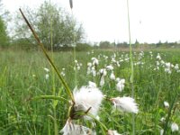 Eriophorum angustifolium 11, Veenpluis, Saxifraga-Rutger Barendse