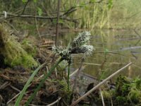 Eriophorum angustifolium 12, Veenpluis, Saxifraga-Rutger Barendse
