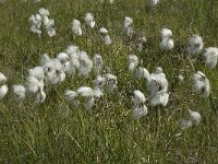 Eriophorum angustifolium 15, Veenpluis, Saxifraga-Jan van der Straaten