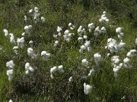 Eriophorum angustifolium 16, Veenpluis, Saxifraga-Jan van der Straaten