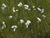 Eriophorum angustifolium 17, Veenpluis, Saxifraga-Jan van der Straaten