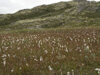 Eriophorum angustifolium 19, Veenpluis, habitat, Saxifraga-Willem van Kruijsbergen