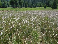 Eriophorum angustifolium 20, Veenpluis, Saxifraga-Jasenka Topic