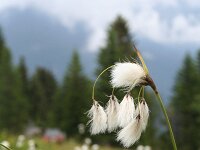 Eriophorum angustifolium 21, Veenpluis, Saxifraga-Jeroen Willemsen