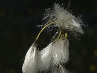 Eriophorum angustifolium 3, Veenpluis, Saxifraga-Jan van der Straaten