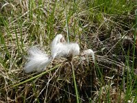 Eriophorum angustifolium 33, Veenpluis, Saxifraga-Rutger Barendse