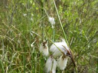 Eriophorum angustifolium 34, Veenpluis, Saxifraga-Rutger Barendse