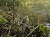 Eriophorum angustifolium 39, Veenpluis, Saxifraga-Rutger Barendse