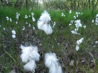 Eriophorum angustifolium 40, Veenpluis, Saxifraga-Rutger Barendse