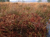 Eriophorum angustifolium 52, Veenpluis, Saxifraga-Hans Boll