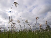 Eriophorum angustifolium 53, Veenpluis, Saxifraga-Hans Dekker