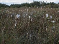 Eriophorum angustifolium 56, Veenpluis, Saxifraga-Willem van Kruijsbergen