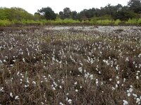 Eriophorum angustifolium 61, Veenpluis, Saxifraga-Ed Stikvoort