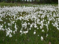Eriophorum angustifolium 62, Veenpluis, Saxifraga-Ed Stikvoort