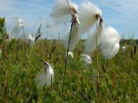 Eriophorum angustifolium 65, Veenpluis, Saxifraga-Ed Stikvoort