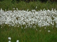 Eriophorum angustifolium 66, Veenpluis, Saxifraga-Ed Stikvoort