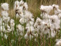 Eriophorum angustifolium 7, Veenpluis, Saxifraga-Hans Dekker