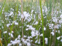Eriophorum gracile 7, Slank wollegras, Saxifraga-Rutger Barendse