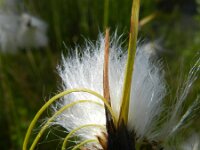 Eriophorum latifolium 11, Breed wollegras, Saxifraga-Rutger Barendse
