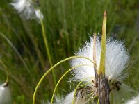Eriophorum latifolium 12, Breed wollegras, Saxifraga-Rutger Barendse