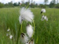 Eriophorum latifolium 19, Breed wollegras, Saxifraga-Rutger Barendse