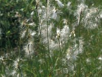 Eriophorum latifolium 22, Breed wollegras, Saxifraga-Jan van der Straaten