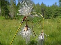 Eriophorum latifolium 24, Breed wollegras, Saxifraga-Hans Grotenhuis