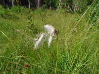 Eriophorum latifolium 25, Breed wollegras, Saxifraga-Hans Grotenhuis