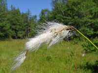 Eriophorum latifolium 26, Breed wollegras, Saxifraga-Hans Grotenhuis
