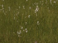Eriophorum latifolium 4, Breed wollegras, Saxifraga-Bas Klaver