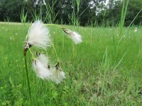 Eriophorum latifolium 5, Breed wollegras, Saxifraga-Mark Zekhuis