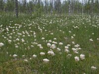 Eriophorum ruseolum 2, Saxifraga-Dirk Hilbers