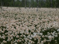 Eriophorum ruseolum 4, Saxifraga-Dirk Hilbers