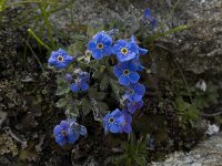 Eritrichium nanum 10, Saxifraga-Willem van Kruijsbergen