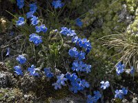 Eritrichium nanum 11, Saxifraga-Willem van Kruijsbergen