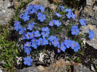 Eritrichium nanum 18, Saxifraga-Harry Jans