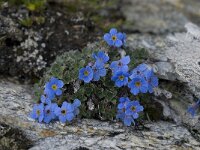 Eritrichium nanum 2, Saxifraga-Willem van Kruijsbergen