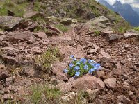 Eritrichium nanum 28, Saxifraga-Luuk Vermeer