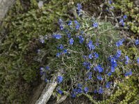 Eritrichium nanum 3, Saxifraga-Willem van Kruijsbergen