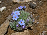 Eritrichium nanum 32, Saxifraga-Luuk Vermeer