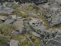 Eritrichium nanum 5, Saxifraga-Willem van Kruijsbergen