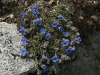 Eritrichium nanum 8, Saxifraga-Willem van Kruijsbergen