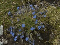 Eritrichium nanum 9, Saxifraga-Willem van Kruijsbergen