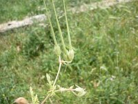 Erodium ciconium 4, Saxifraga-Jasenka Topic